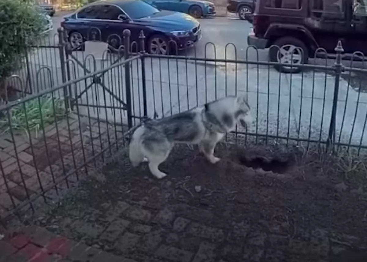 哈士奇到新家院子狂挖洞  結局竟救了社區